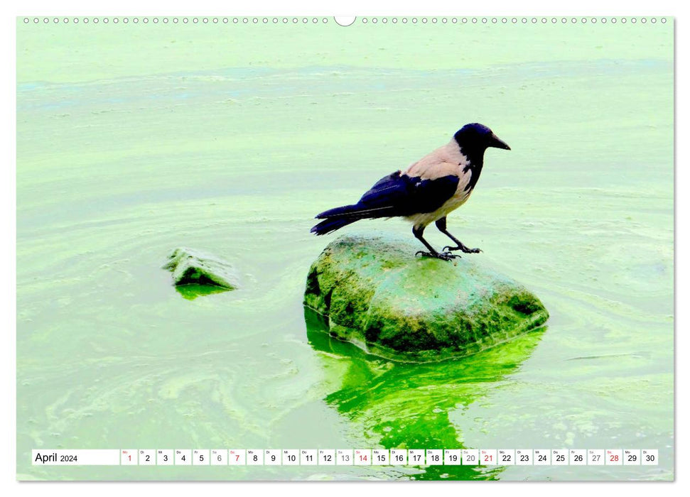 Hooded Crows up close - Fascinating birds on the Curonian Lagoon (CALVENDO Premium Wall Calendar 2024) 