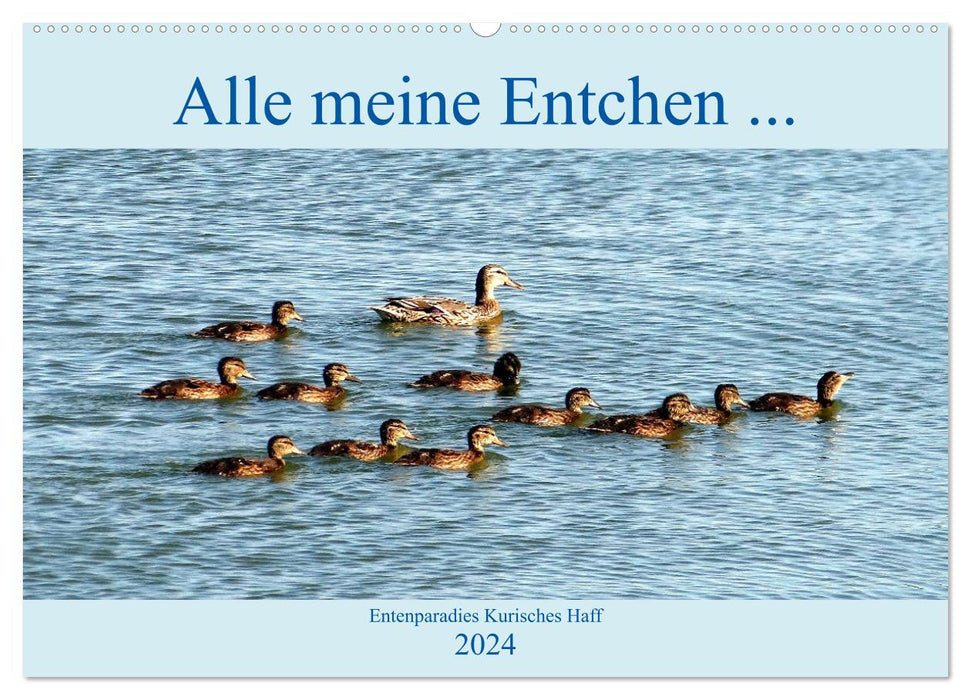 Alle meine Entchen ... Entenparadies Kurisches Haff (CALVENDO Wandkalender 2024)