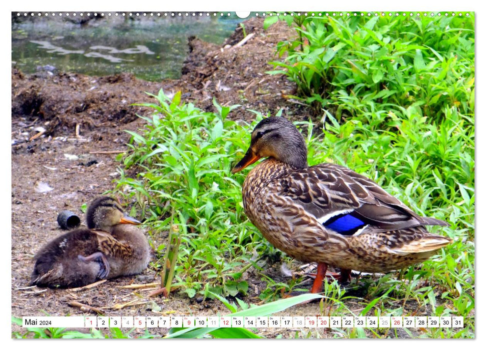 All my ducklings... Duck paradise Curonian Lagoon (CALVENDO wall calendar 2024) 