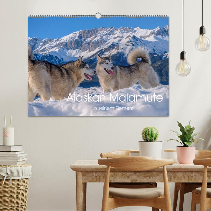 Alaskan Malamute in seinem Element (CALVENDO Wandkalender 2024)