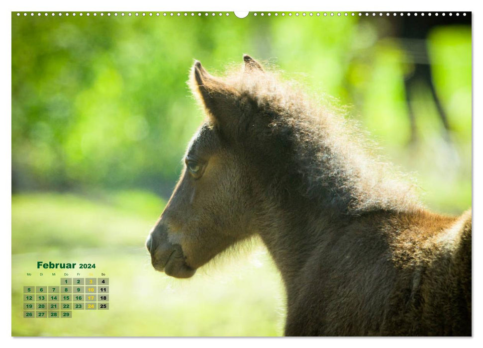 Wunderbare Fohlen (CALVENDO Premium Wandkalender 2024)