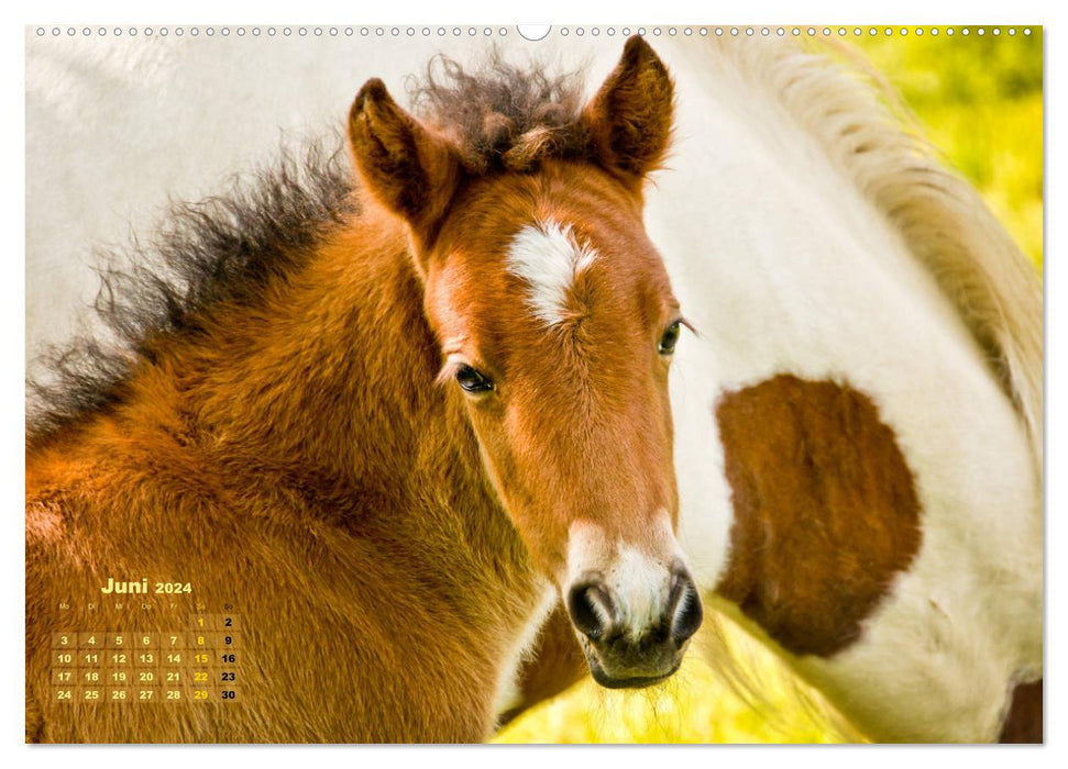 Wonderful foals (CALVENDO Premium wall calendar 2024) 