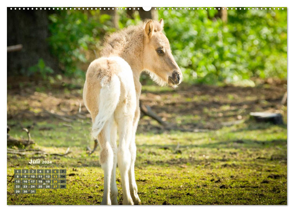 Wonderful foals (CALVENDO Premium wall calendar 2024) 