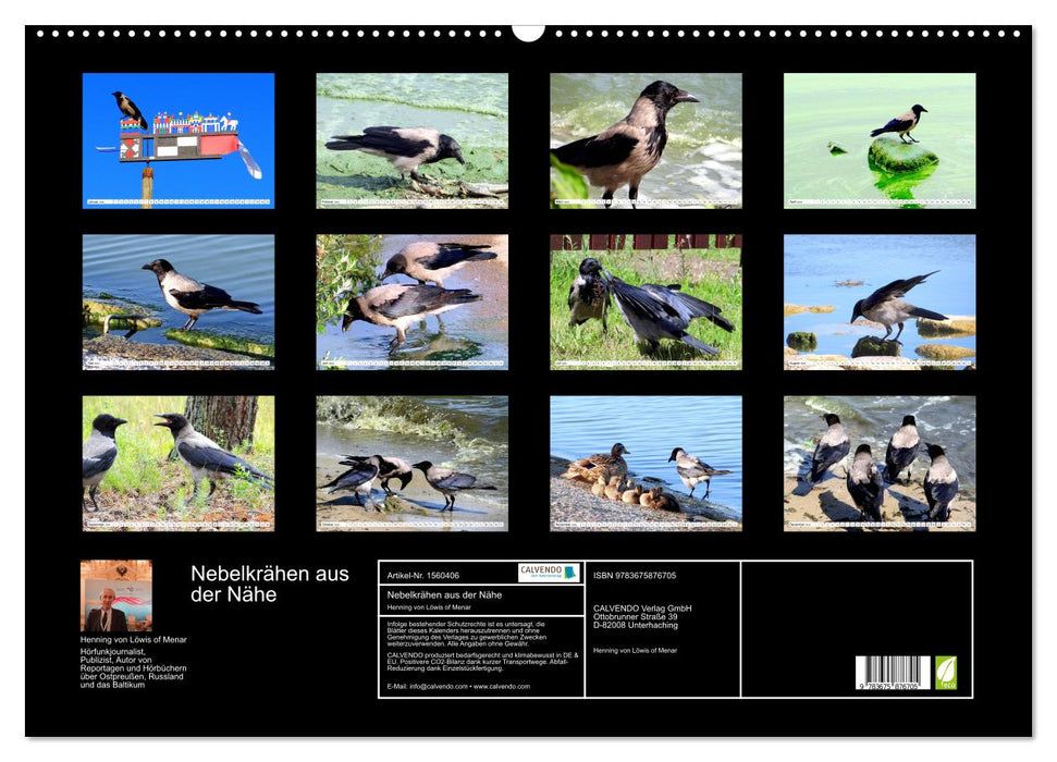 Hooded crows up close - Fascinating birds on the Curonian Lagoon (CALVENDO wall calendar 2024) 