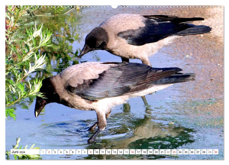 Nebelkrähen aus der Nähe - Faszinierende Vögel am Kurischen Haff (CALVENDO Wandkalender 2024)