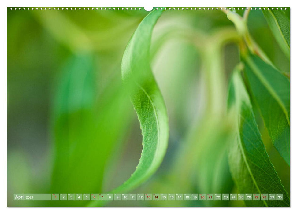 GREEN Harmony Growth Satisfaction (CALVENDO Wall Calendar 2024) 