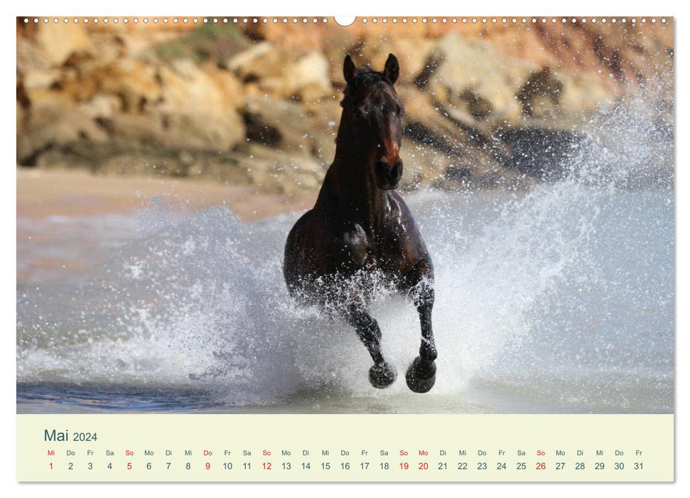 HORSES &amp; SEA (CALVENDO Premium Wall Calendar 2024) 