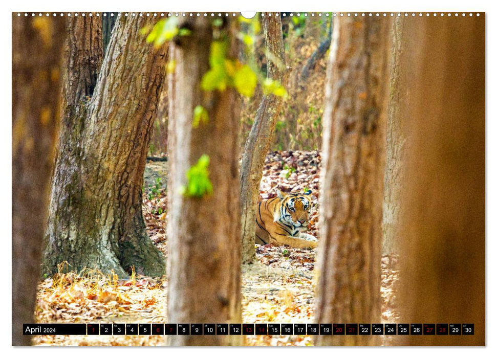 Indien - Im Reich des Tigers (CALVENDO Premium Wandkalender 2024)