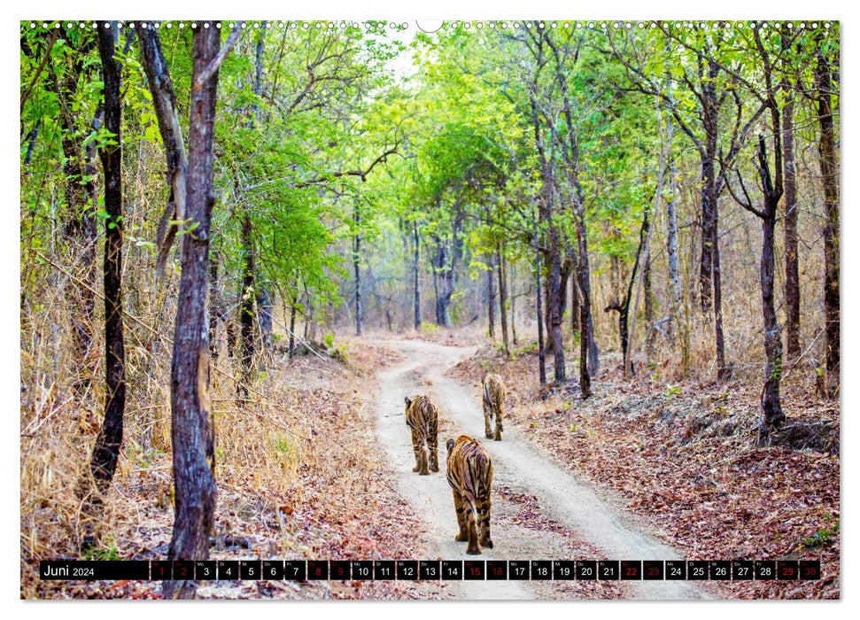 Indien - Im Reich des Tigers (CALVENDO Premium Wandkalender 2024)