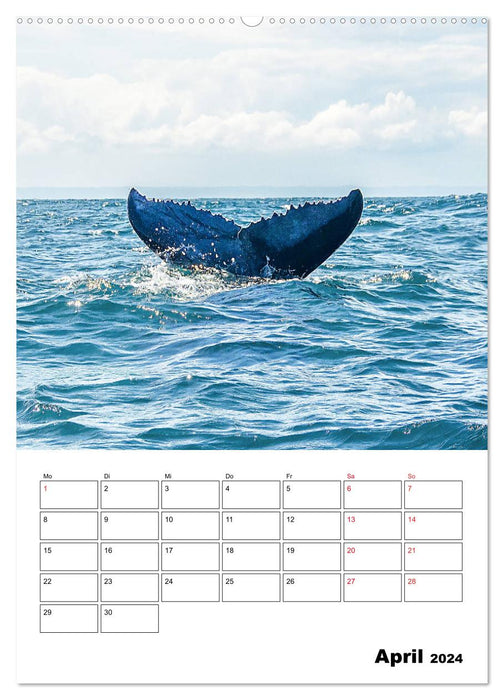Boa Vista - the “pearl” of Cape Verde (CALVENDO Premium Wall Calendar 2024) 