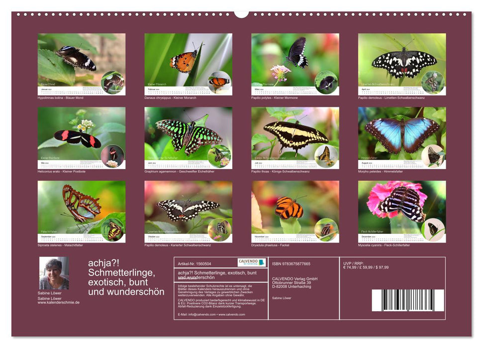 achja?! Schmetterlinge, exotisch, bunt und wunderschön (CALVENDO Premium Wandkalender 2024)