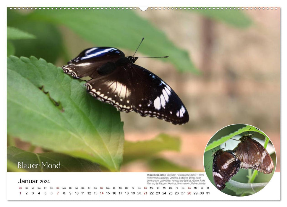 Oh yes?! Butterflies, exotic, colorful and beautiful (CALVENDO Premium Wall Calendar 2024) 