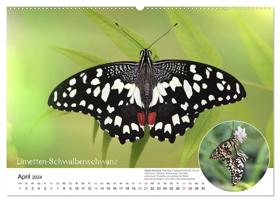 achja?! Schmetterlinge, exotisch, bunt und wunderschön (CALVENDO Premium Wandkalender 2024)