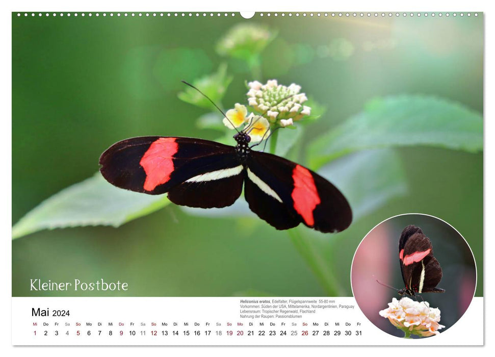 Oh yes?! Butterflies, exotic, colorful and beautiful (CALVENDO Premium Wall Calendar 2024) 