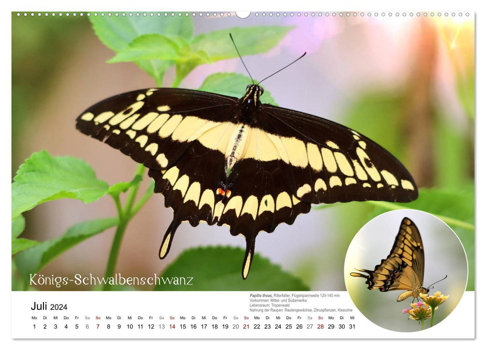 Oh yes?! Butterflies, exotic, colorful and beautiful (CALVENDO Premium Wall Calendar 2024) 