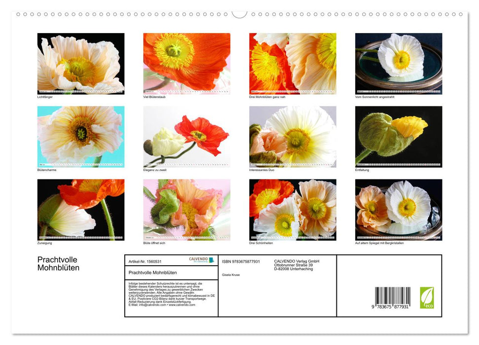 Prachtvolle Mohnblüten (CALVENDO Premium Wandkalender 2024)