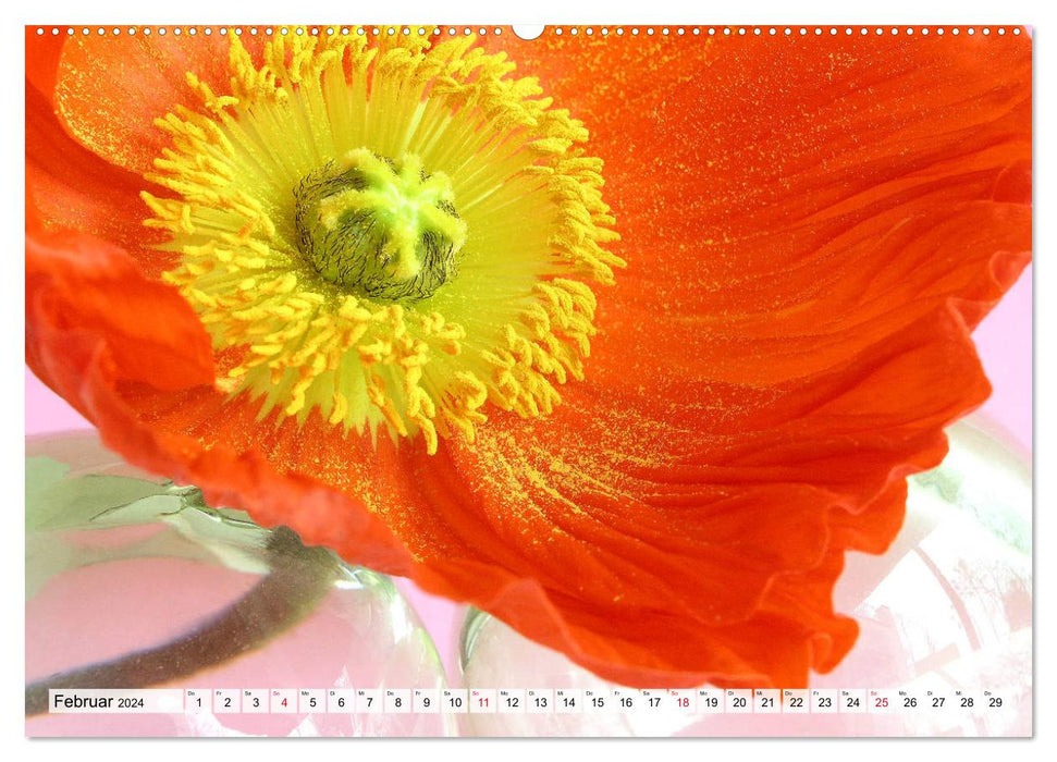 Magnificent poppy flowers (CALVENDO Premium Wall Calendar 2024) 