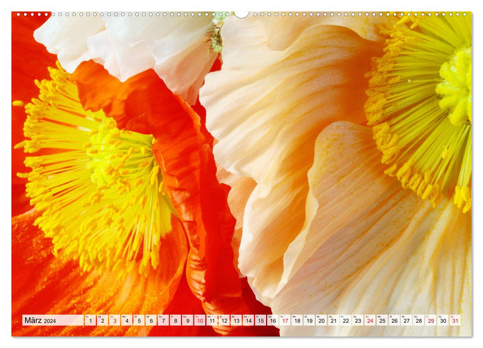 Magnificent poppy flowers (CALVENDO Premium Wall Calendar 2024) 