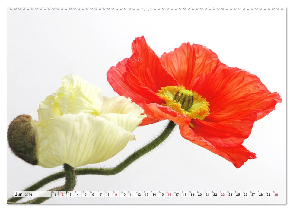 Magnifiques fleurs de coquelicots (Calendrier mural CALVENDO Premium 2024) 