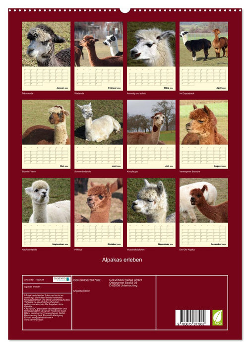 Alpakas erleben (CALVENDO Premium Wandkalender 2024)