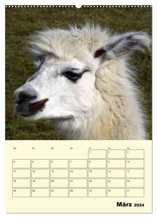 Alpakas erleben (CALVENDO Premium Wandkalender 2024)