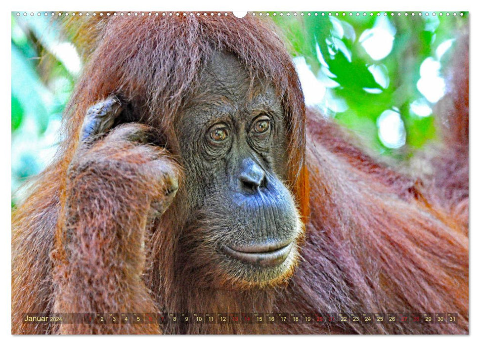 Orang Utans Sumatras Waldmenschen (CALVENDO Premium Wandkalender 2024)