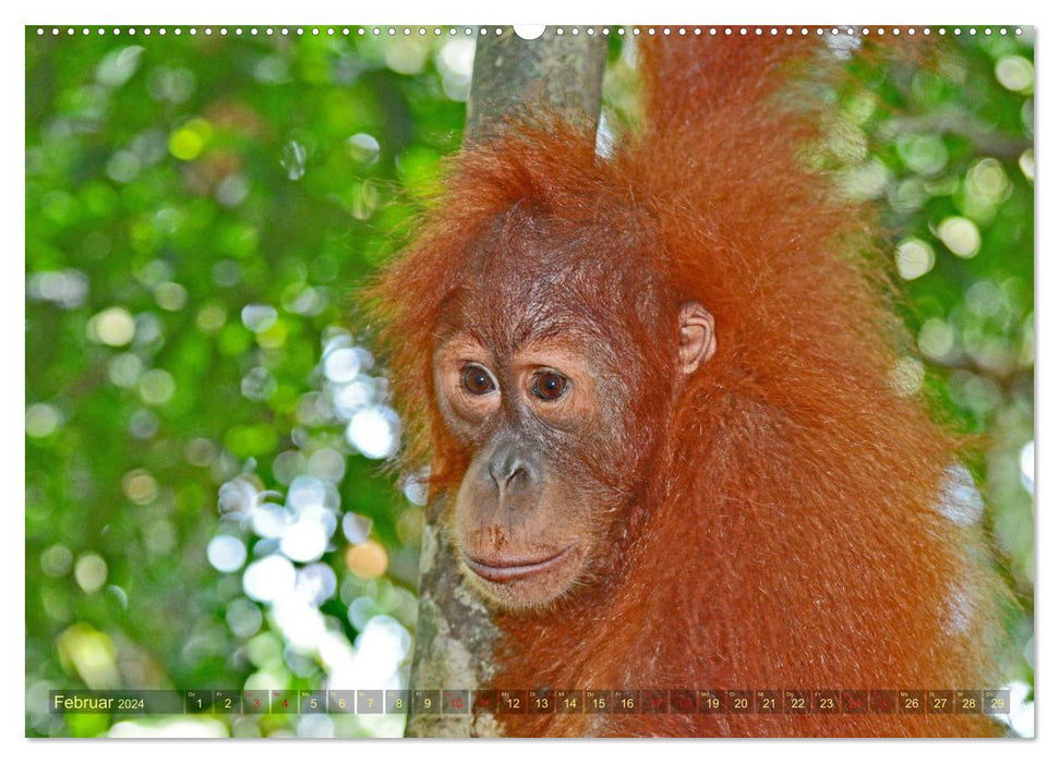 Orangs-outans Sumatra Forest People (Calvendo Premium Calendrier mural 2024) 