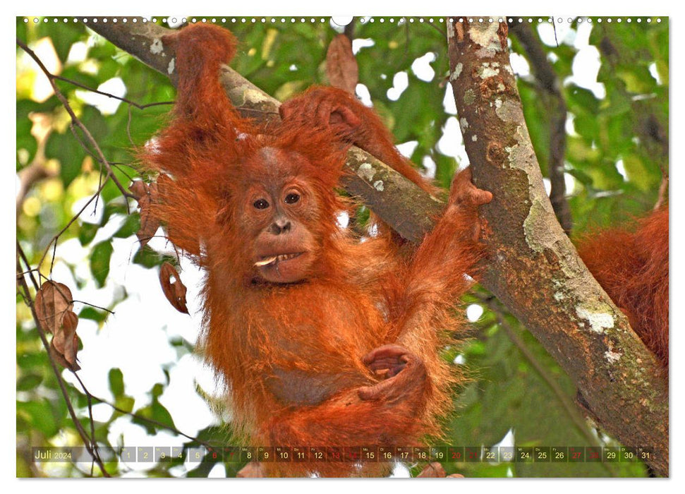 Orang Utans Sumatras Waldmenschen (CALVENDO Premium Wandkalender 2024)