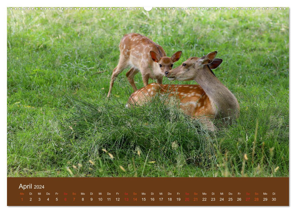 Bambis Welt (CALVENDO Premium Wandkalender 2024)