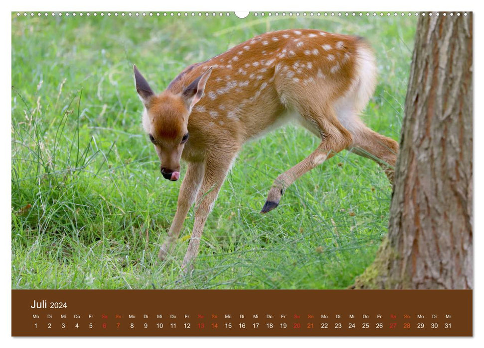 Bambis Welt (CALVENDO Premium Wandkalender 2024)