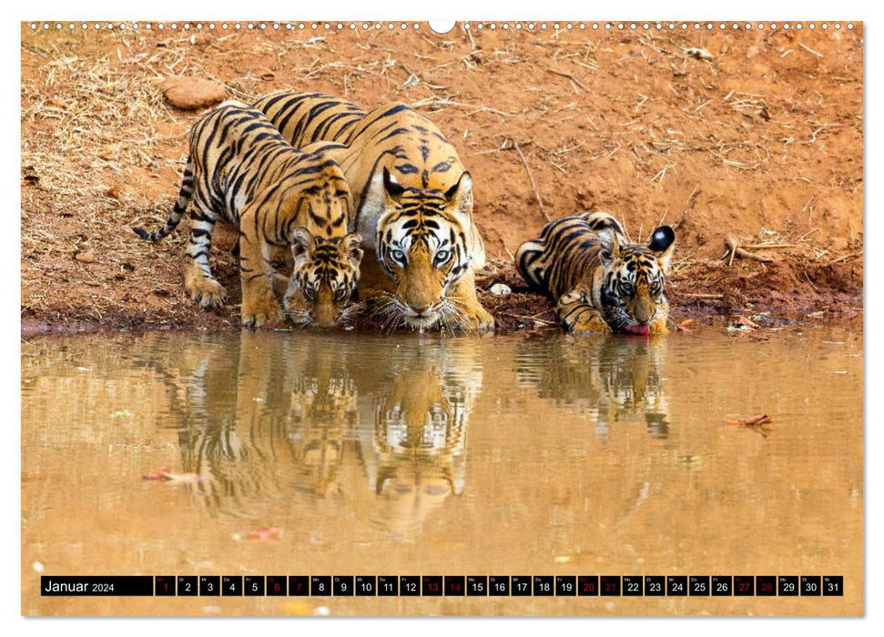 Inde - Au royaume du tigre (Calendrier mural CALVENDO 2024) 