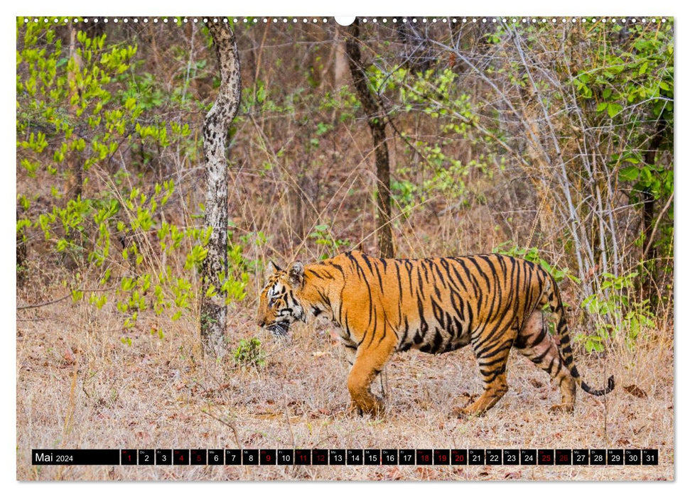 Inde - Au royaume du tigre (Calendrier mural CALVENDO 2024) 