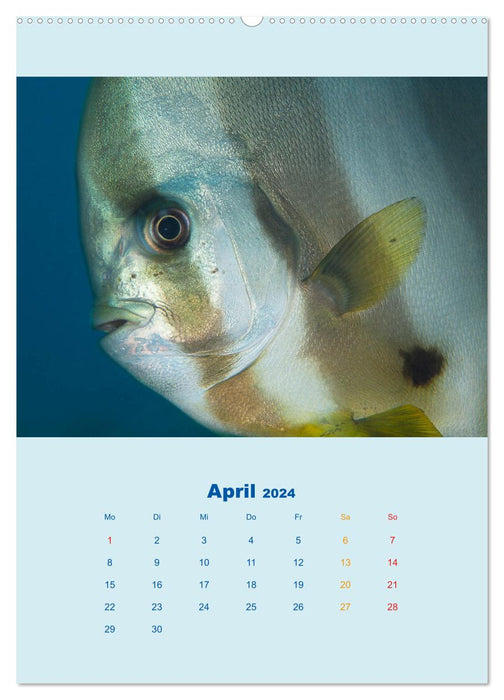Portraits - poissons (Calendrier mural CALVENDO Premium 2024) 