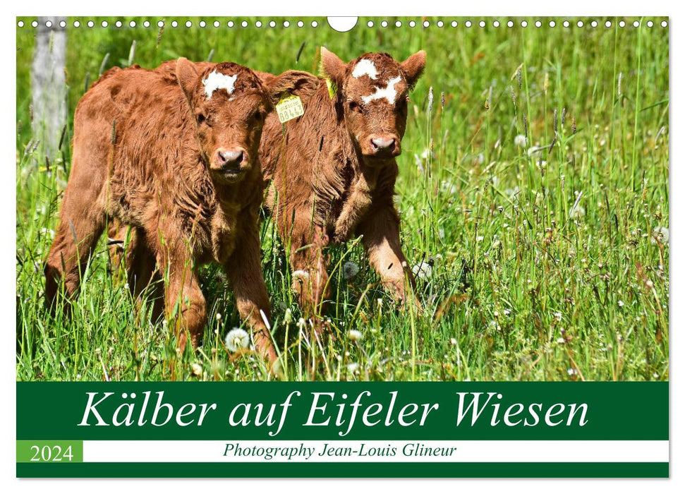 Kälber auf Eifeler Wiesen (CALVENDO Wandkalender 2024)