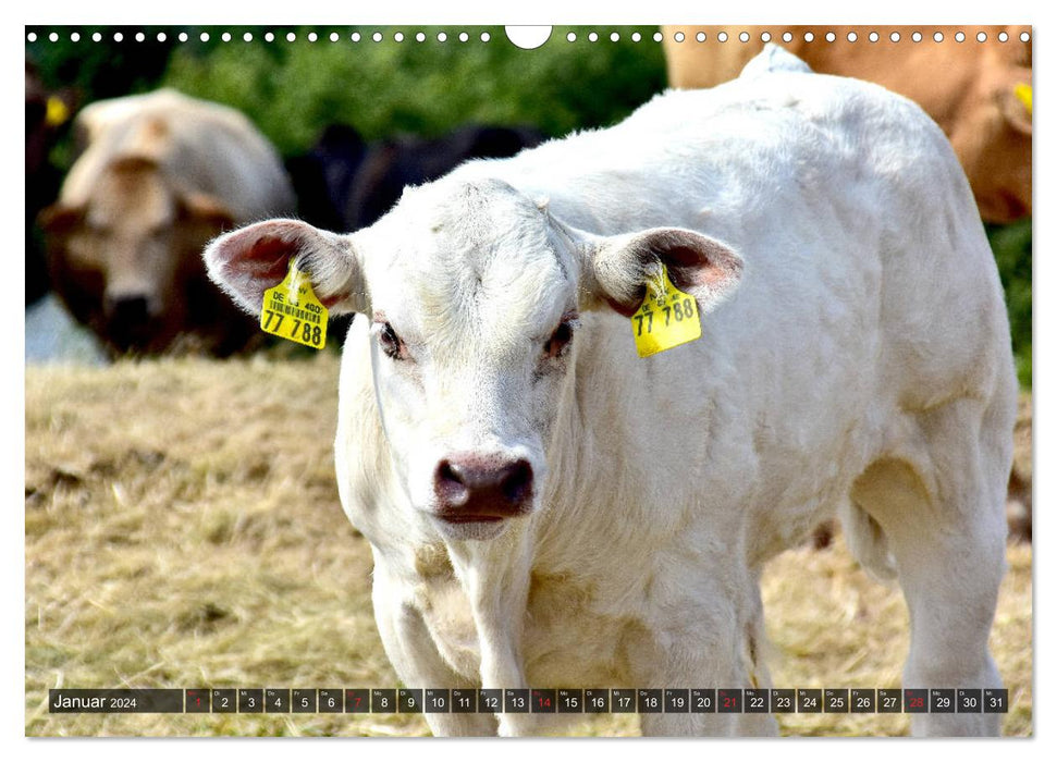 Veaux dans les prairies de l'Eifel (calendrier mural CALVENDO 2024) 