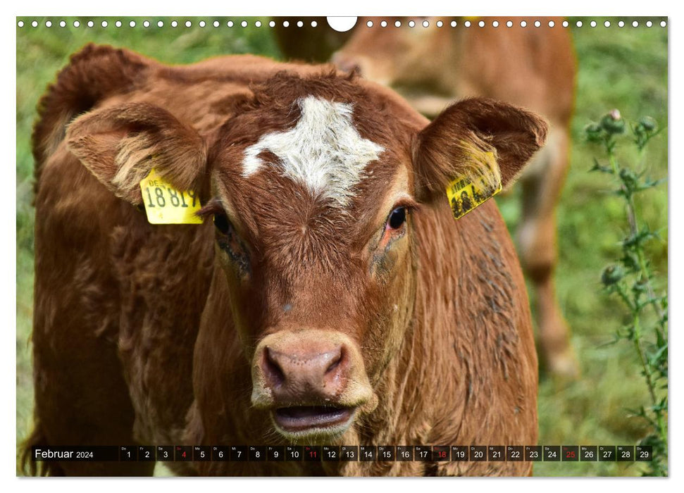 Veaux dans les prairies de l'Eifel (calendrier mural CALVENDO 2024) 