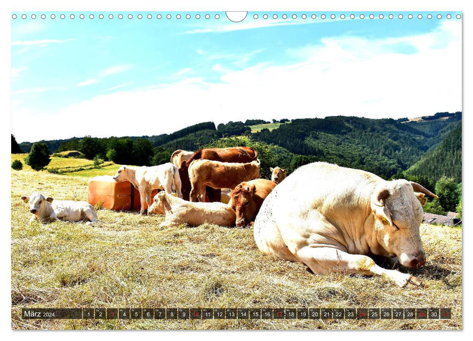 Veaux dans les prairies de l'Eifel (calendrier mural CALVENDO 2024) 