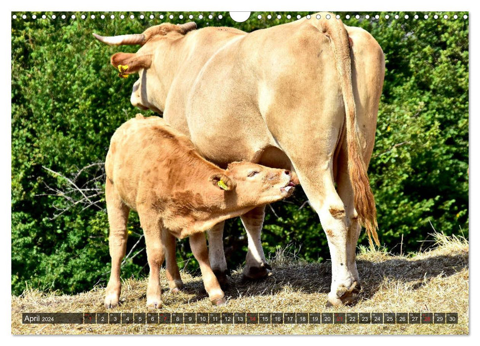 Veaux dans les prairies de l'Eifel (calendrier mural CALVENDO 2024) 