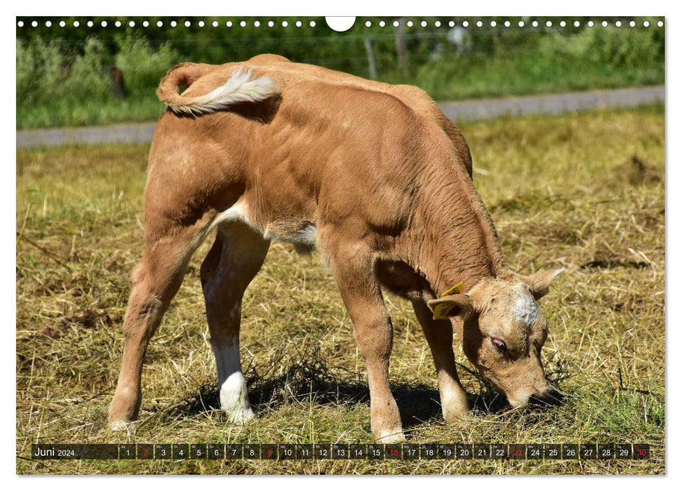 Veaux dans les prairies de l'Eifel (calendrier mural CALVENDO 2024) 