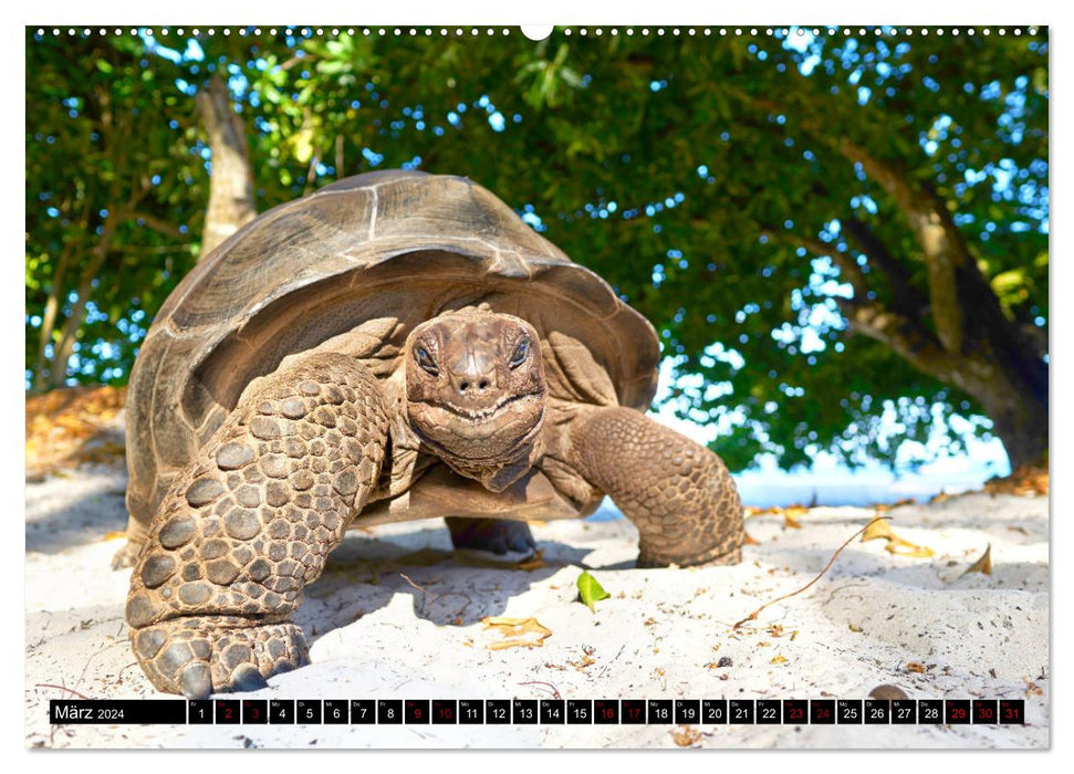Seychellen Inselblicke (CALVENDO Premium Wandkalender 2024)