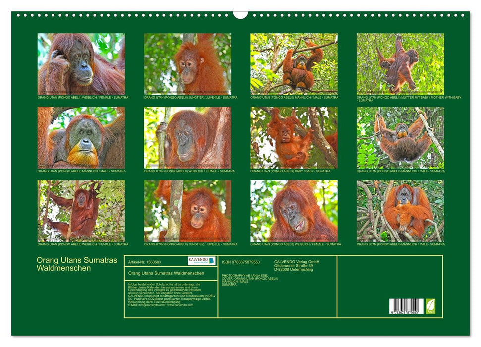 Orang Utans Sumatras Waldmenschen (CALVENDO Wandkalender 2024)