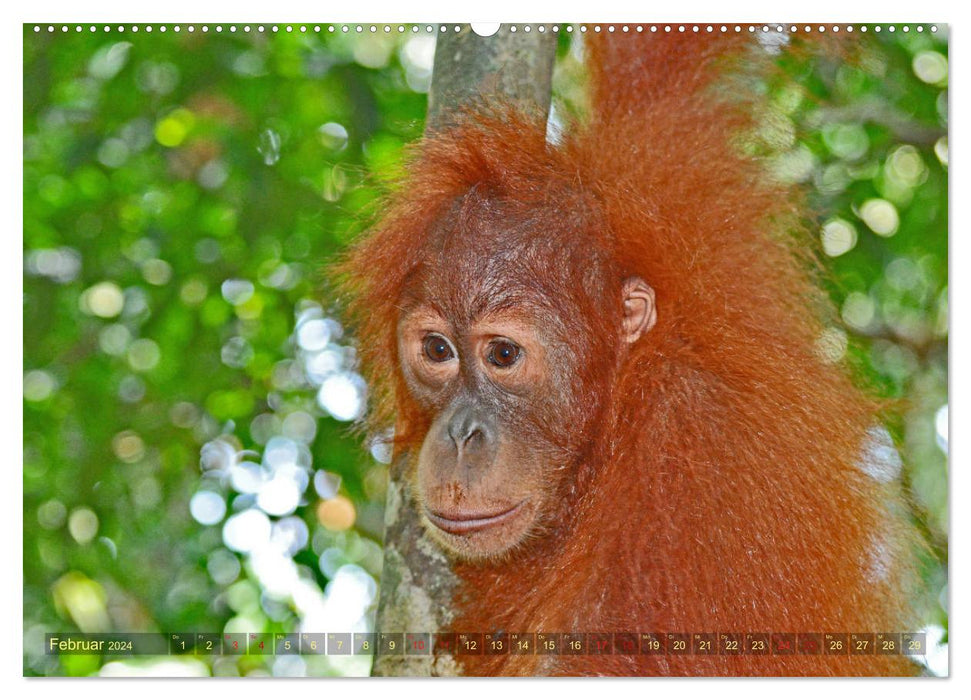 Orang Utans Sumatras Waldmenschen (CALVENDO Wandkalender 2024)