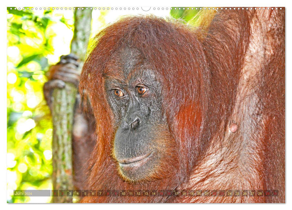 Orang Utans Sumatras Waldmenschen (CALVENDO Wandkalender 2024)