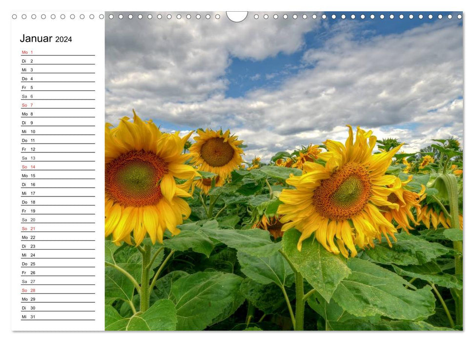 Sonnenblumenfelder (CALVENDO Wandkalender 2024)