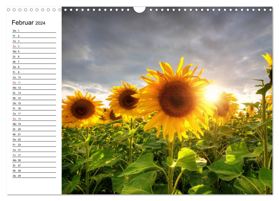 Sonnenblumenfelder (CALVENDO Wandkalender 2024)