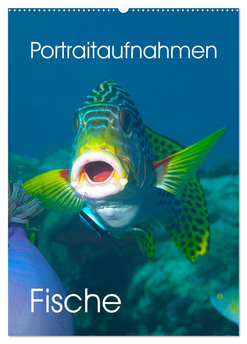 Portraitaufnahmen - Fische (CALVENDO Wandkalender 2024)