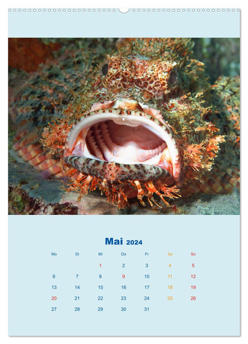 Portraitaufnahmen - Fische (CALVENDO Wandkalender 2024)