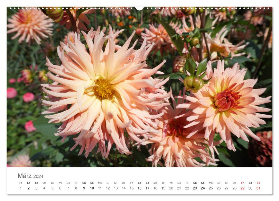 Blütenzauber (CALVENDO Premium Wandkalender 2024)