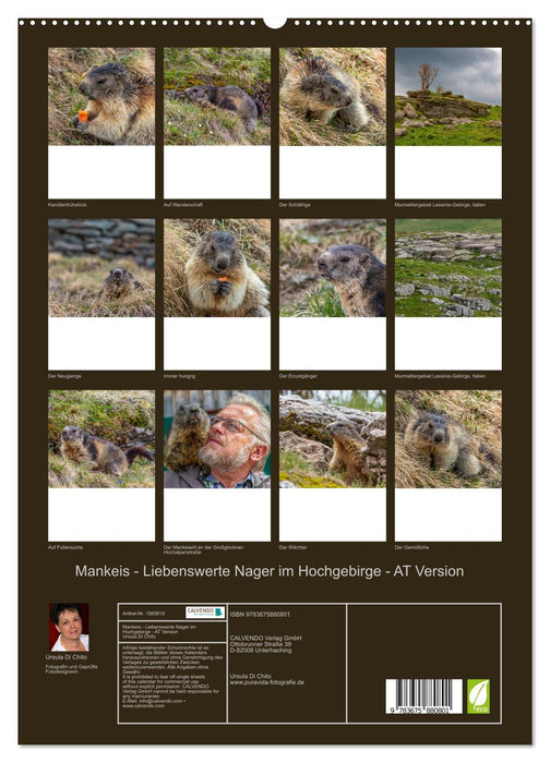 Mankeis - Liebenswerte Nager im Hochgebirge (CALVENDO Premium Wandkalender 2024)