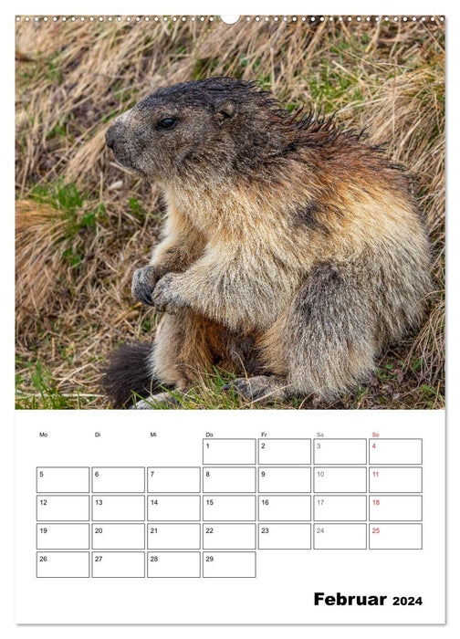 Putzige Alpenbewohner - Alpenmurmeltiere (CALVENDO Premium Wandkalender 2024)